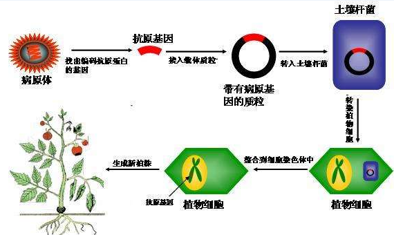 神农基因重组最新进展，最新动态更新